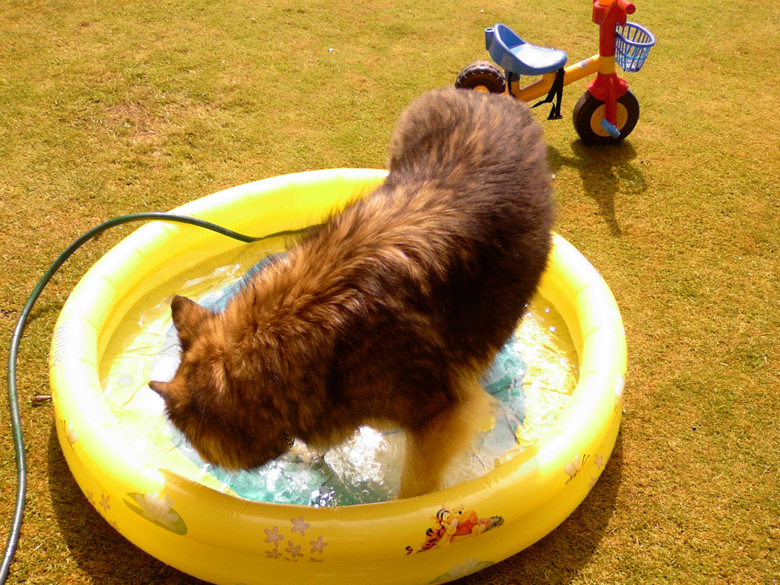 Elsa in the Paddling Pool