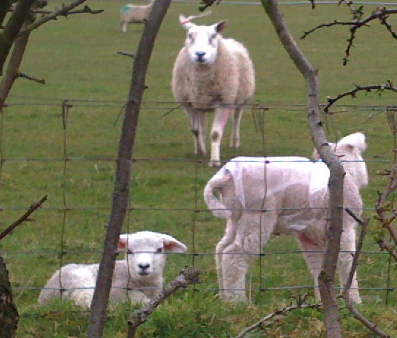 lambs lambs