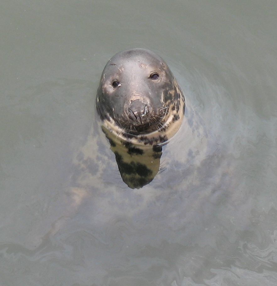 sealsmile